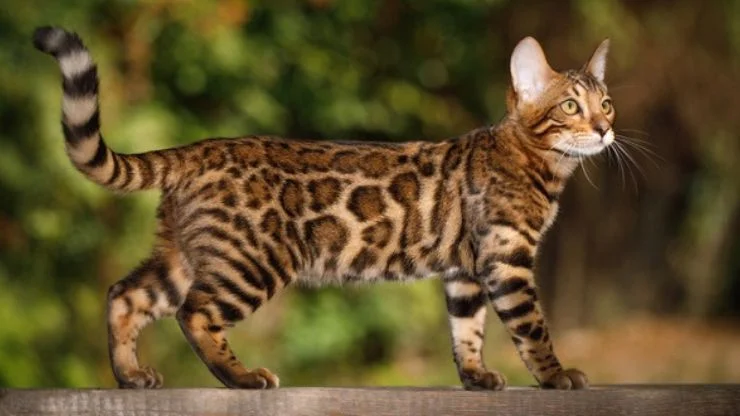 Explorando o Mundo dos Gatos Bengal