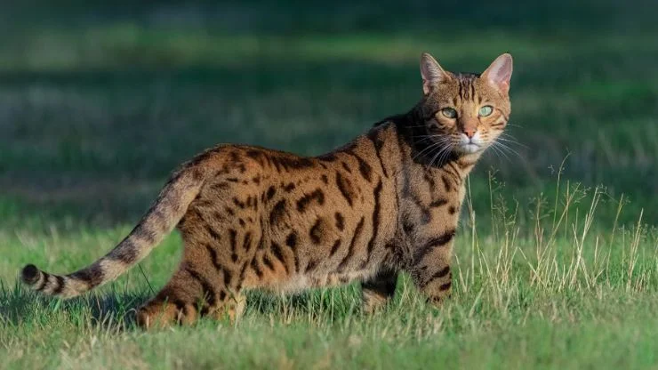 Explorando o Mundo dos Gatos Bengal