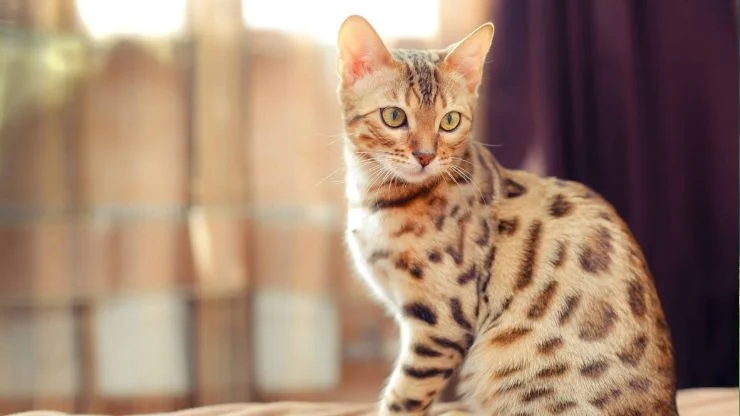 Explorando o Mundo dos Gatos Bengal