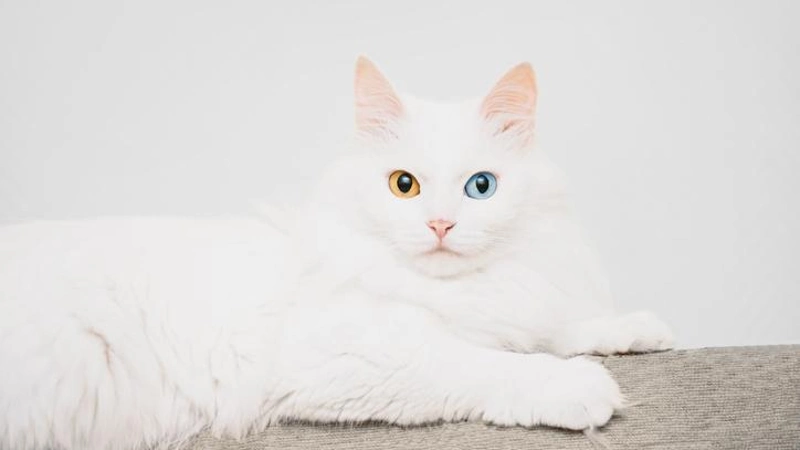 Gato Angorá aspectos