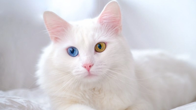Gato Angorá curiosidades