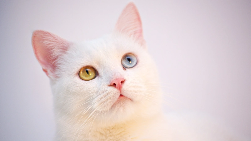 Gato Angorá