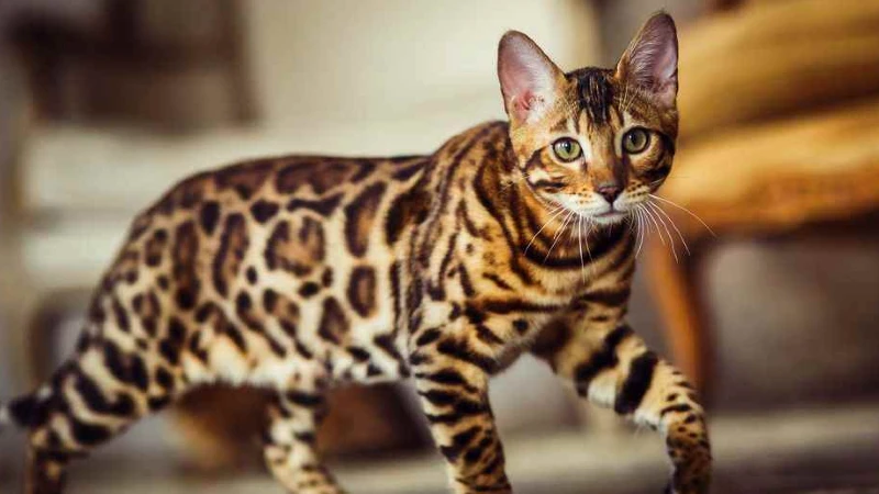 Gato Ashera