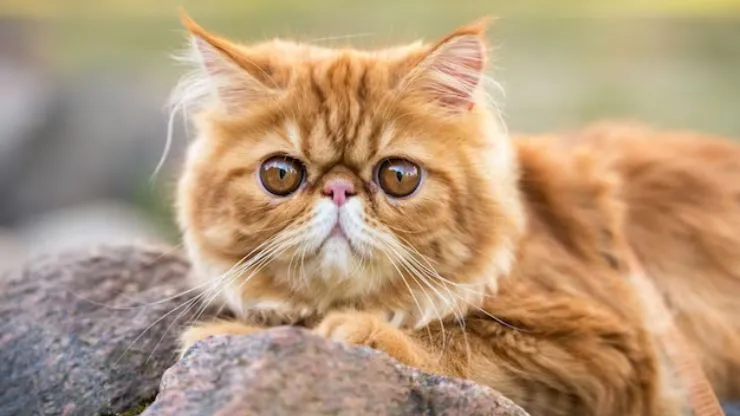 Guia do Gato Exótico