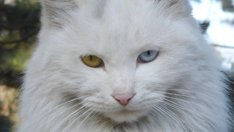 Gato Persa Branco