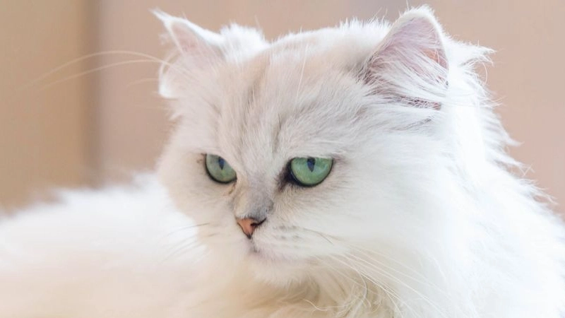 Gato Persa Curiosidades