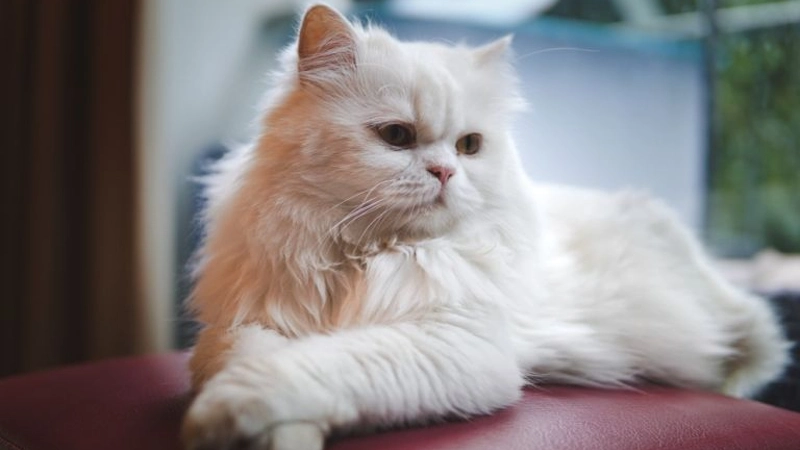 Gato Persa