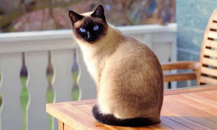 Gato Siamês Pets e Afins