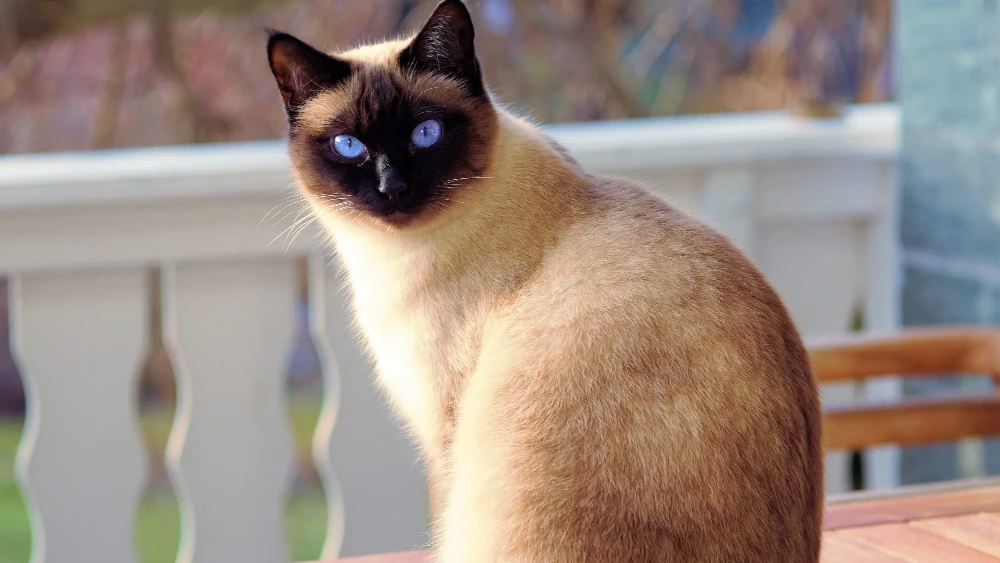 Gato Siamês aspectos físicos