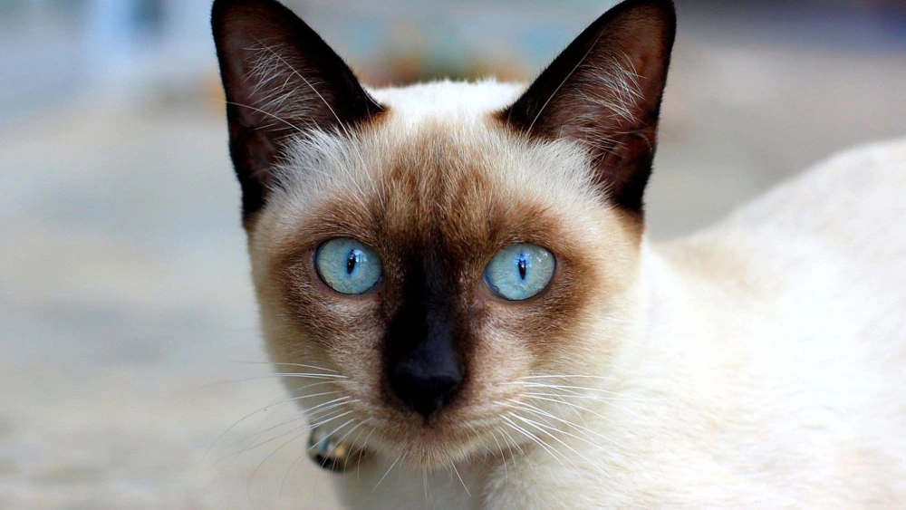 Gato Siamês características
