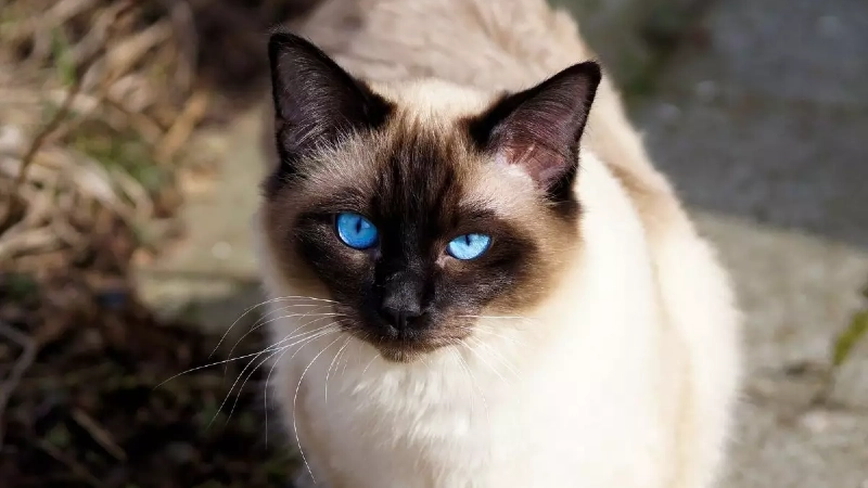 Gato Siamês