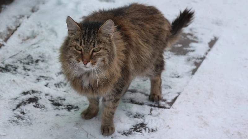 Gato Siberiano aspectos