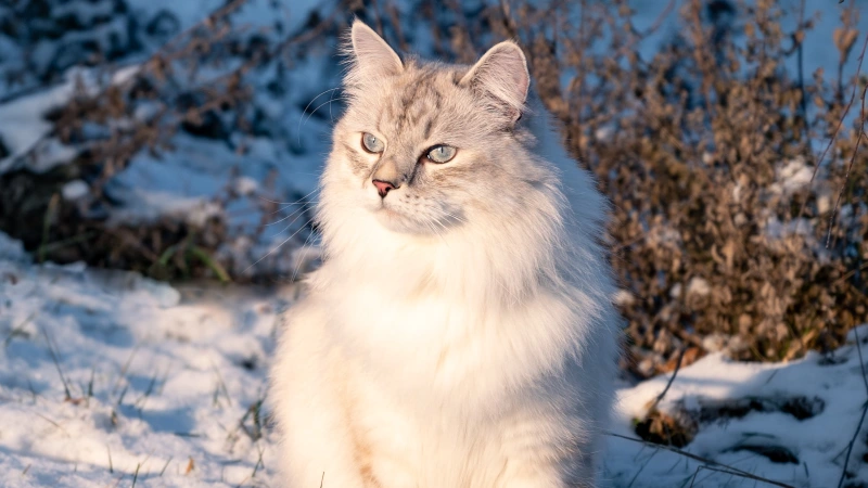 Gato Siberiano como cuidar