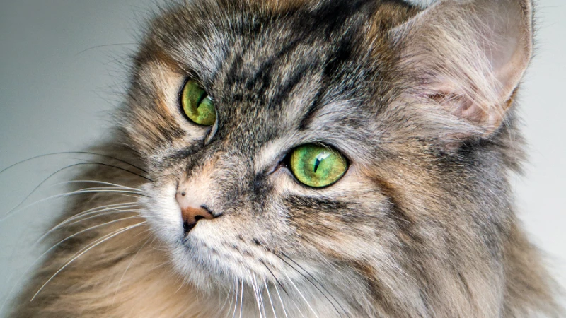 Gato Siberiano curiosidades
