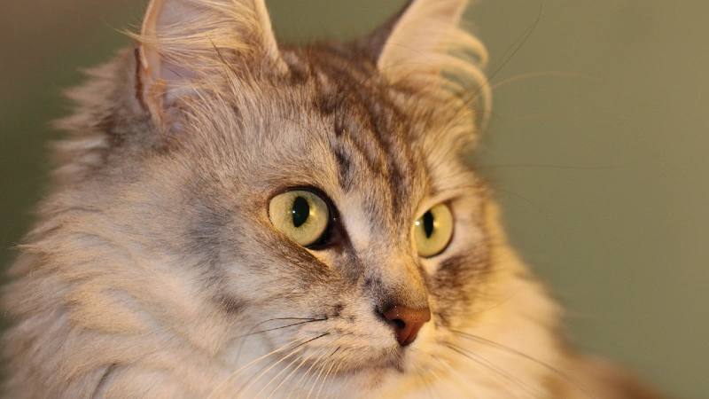 Gato Siberiano história