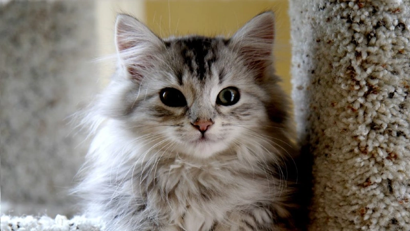 Gato Siberiano