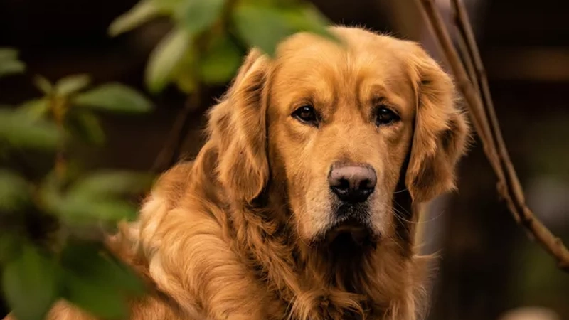 Golden Retriever aspectos físicos