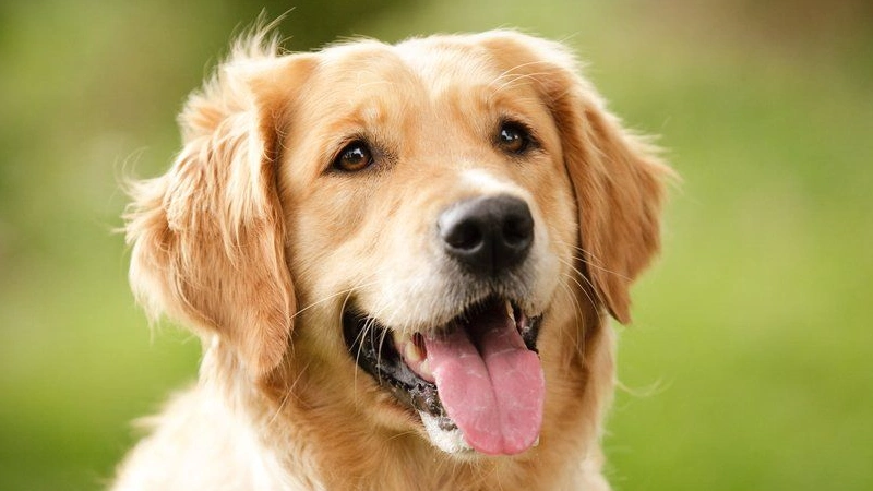 Golden Retriever características