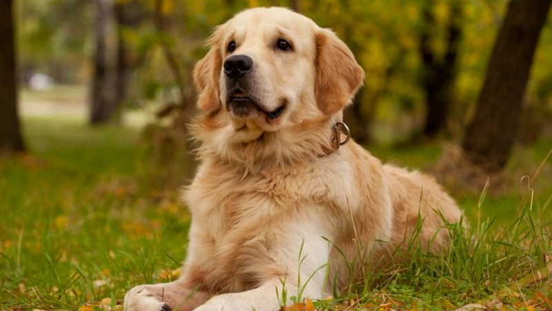 Golden Retriever detalhes