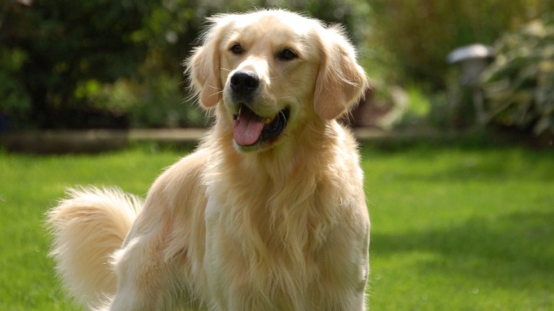 Golden Retriever