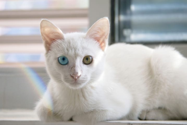 Heterocromia Pets e Afins