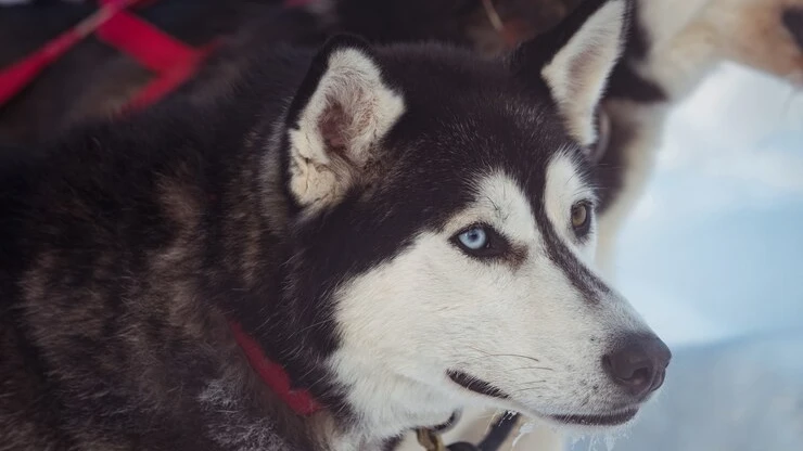Husky Siberiano curiosidades