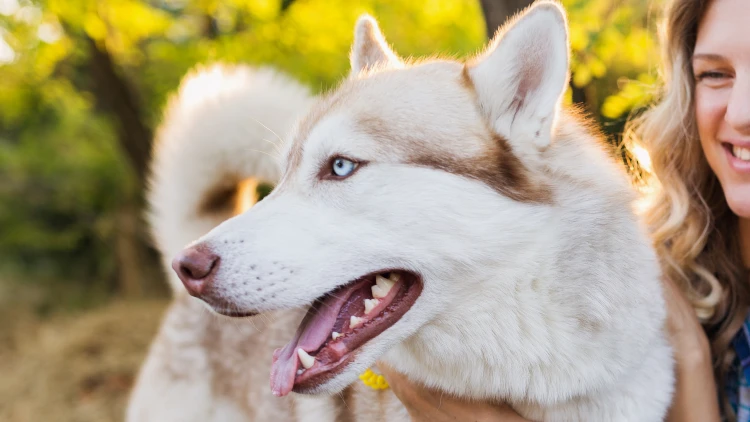 Husky Siberiano história