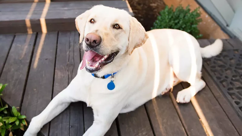 Labrador Origem