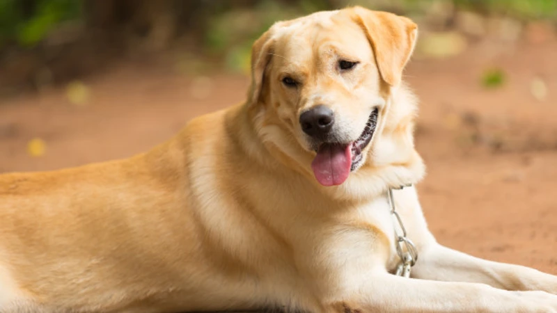 Labrador Retriever