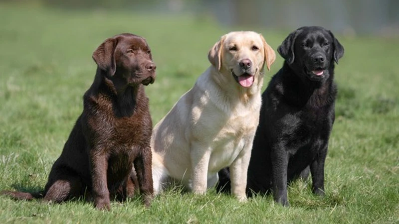 Labradores
