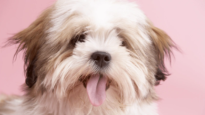 Lhasa Apso características