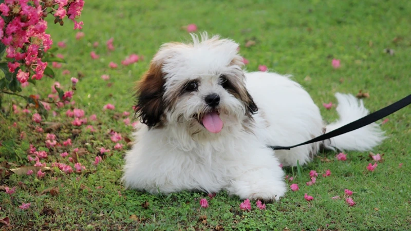 Lhasa Apso feliz
