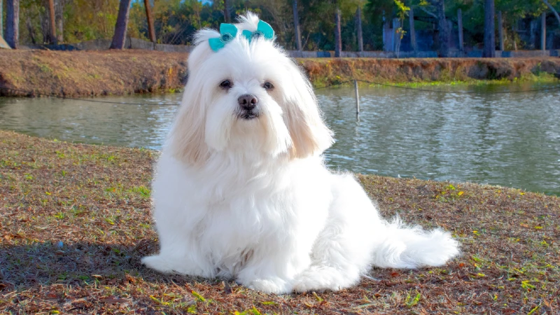 Lhasa Apso raça leal