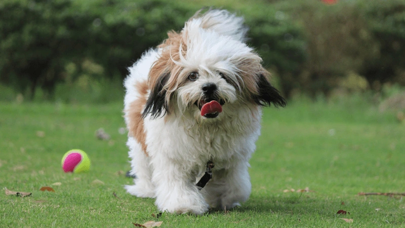 Lhasa Apso