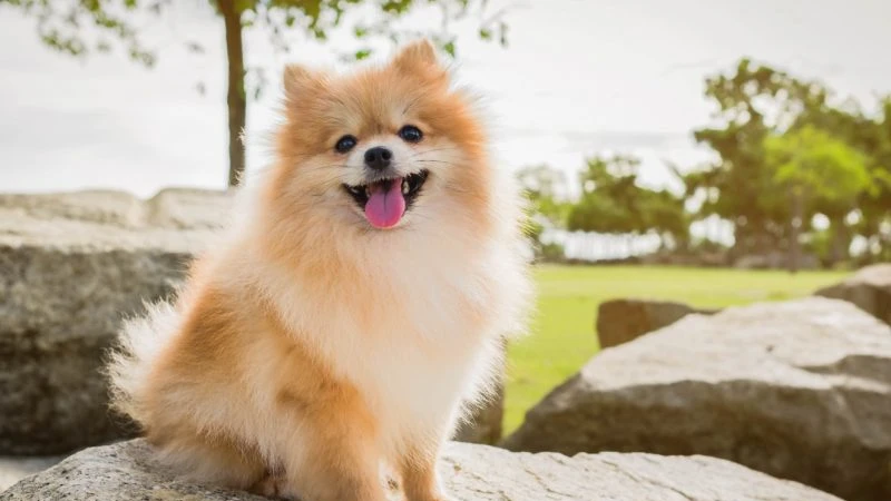 Lulu da Pomerânia características