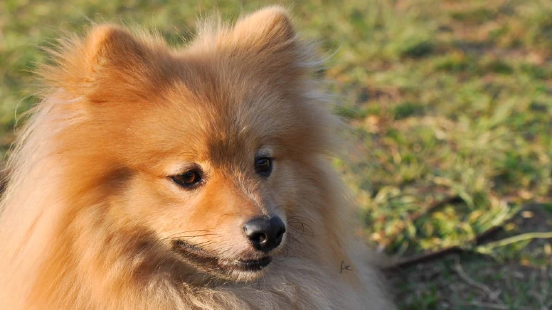 Lulu da Pomerânia curiosidades