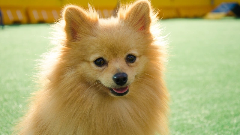 Lulu da Pomerânia história