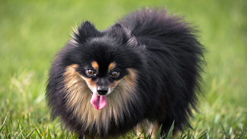 Lulu da Pomerânia origem