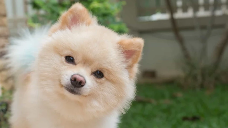 Lulu da Pomerânia