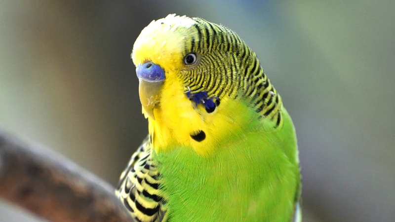 Periquito