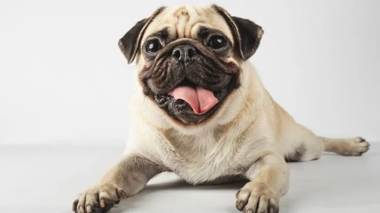 Pets e Afins Pug
