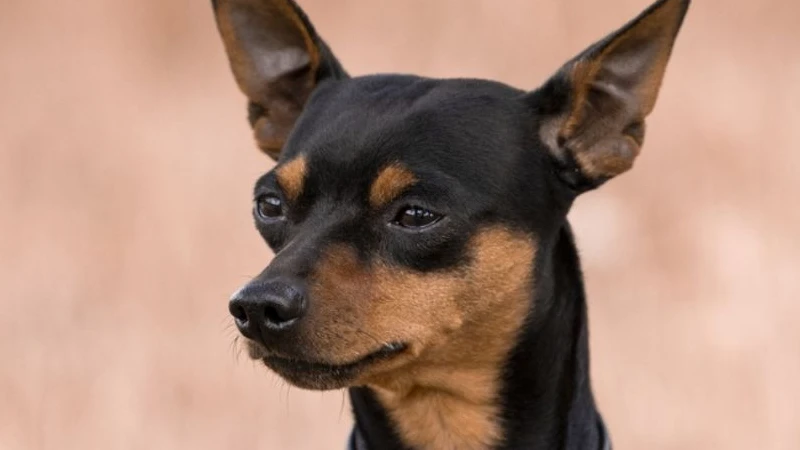 Pinscher aspectos