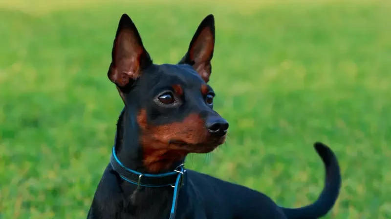 Pinscher características