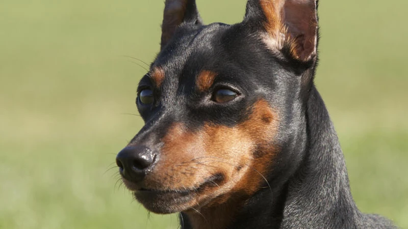 Pinscher curiosidades