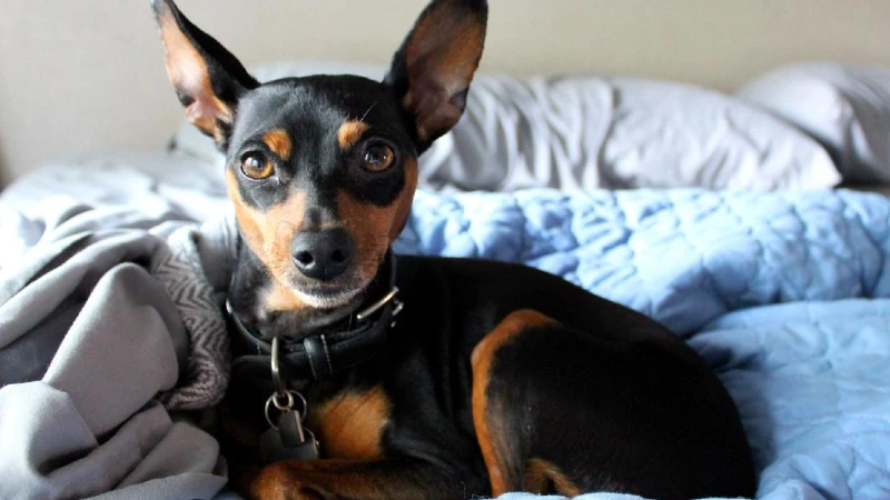 Pinscher história
