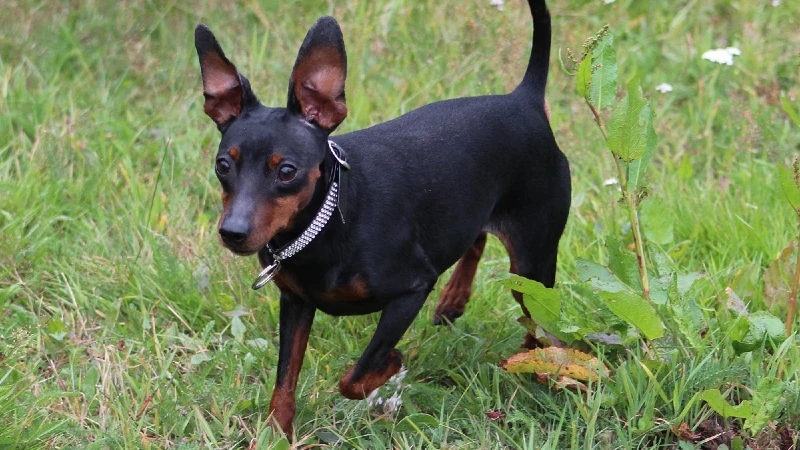 Pinscher