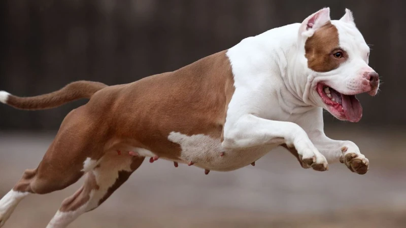 Pitbull Características