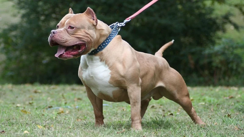 Pitbull Curiosidades