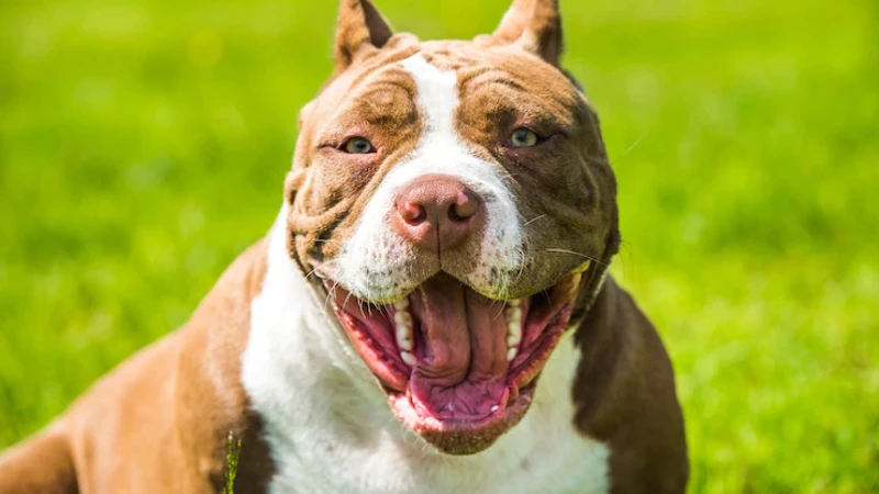 Pitbull Porte Físico