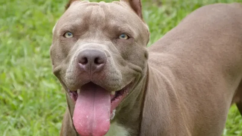 Pitbull descendentes